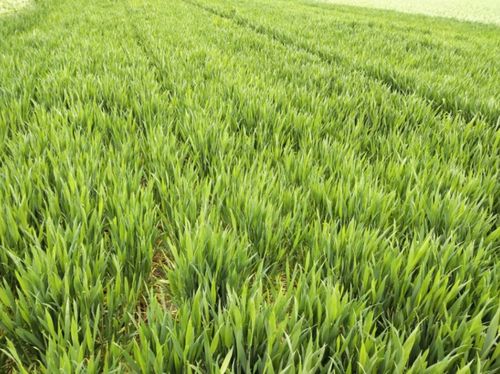 剂量不对， 小麦受苦