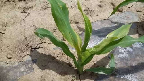 使用杀菌剂的小技巧