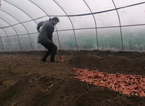 多菌灵泡红薯苗的小秘密