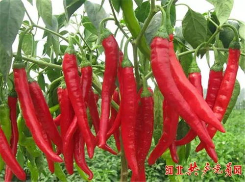 辣椒苗培育技术详解：播种前准备有哪些