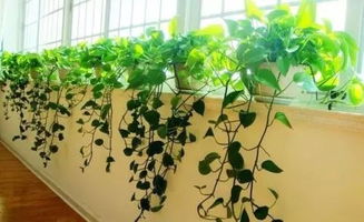 品种和生长时间，两兄弟联手