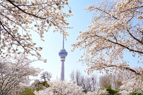 玉渊潭公园：柏树与樱花共舞