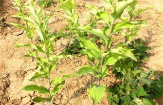 玉竹种植的土壤与气候条件揭秘