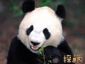植物中的熊猫，它们和动物界的熊猫有什么区别