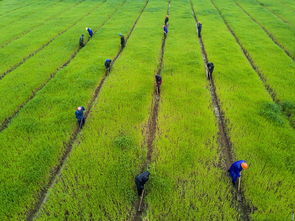 矿山复绿，选对草种是关键