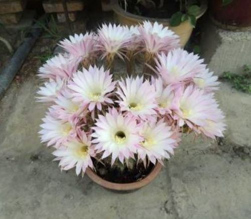 救命绝招：苗床撒咖啡渣