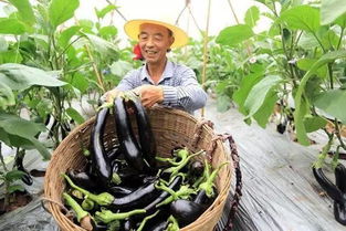 家庭农场如何利用废弃树叶制作优质肥料