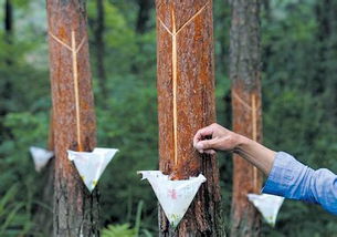 松树的价格，你了解多少？