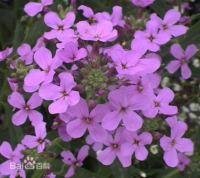 蓝香芥养护攻略，多年生爆款花卉！