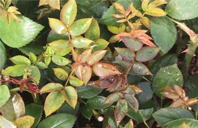 月季扦插的Zui佳时间