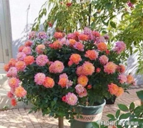 小白虫，用烟头橘皮水！