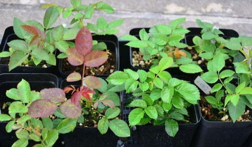 成本差异：线上线下各有所长