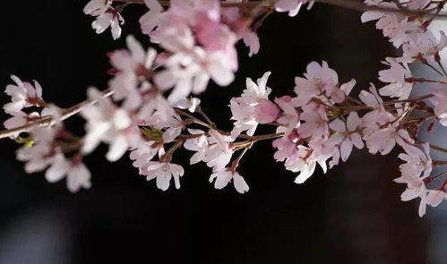 海棠花：春日里的粉嫩佳人