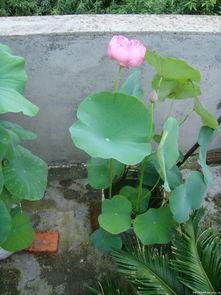 春季：荷花的黄金移栽期