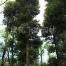 桢楠种植：了解桢楠特性