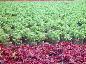 温州种植花园果树选择指南