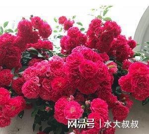 不怕晒， 不怕冷，特别好养