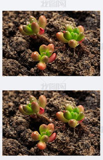 多肉植物交易吧在哪？如何快速找到靠谱的交易渠道