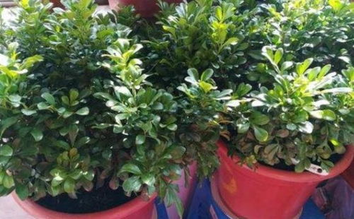 多肉植物， 小巧可爱，造型多变