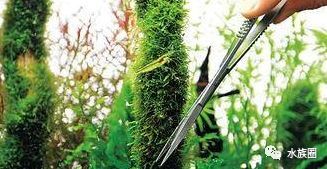 红波水草，养护易上手！