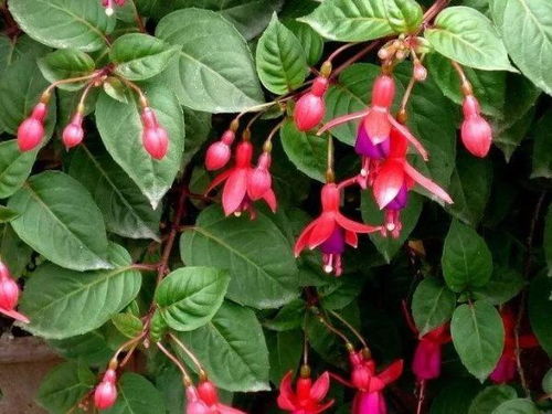 这些花儿， 长得漂亮，味道还好闻