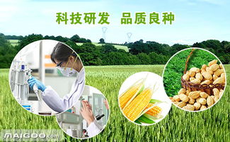 老农亲授的种植秘籍