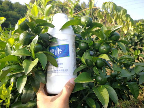 茉莉叶子打卷干碎，喷施叶面肥
