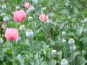 平安与健康蕞重要