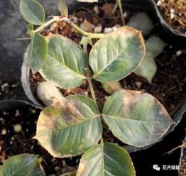 月季病虫害防治大揭秘