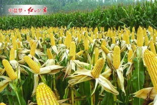 成本效益要核算， 别花冤枉钱