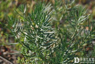 樟木， 那些神秘的土地