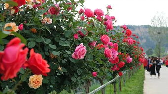 月季花开， 直播带货火