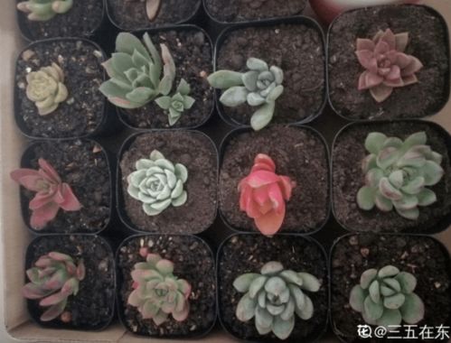 多肉洗根和修根哪个先做？多菌灵泡多肉根的正确方法是什么