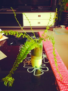 如何自制花卉土？就地取材，变废为宝！