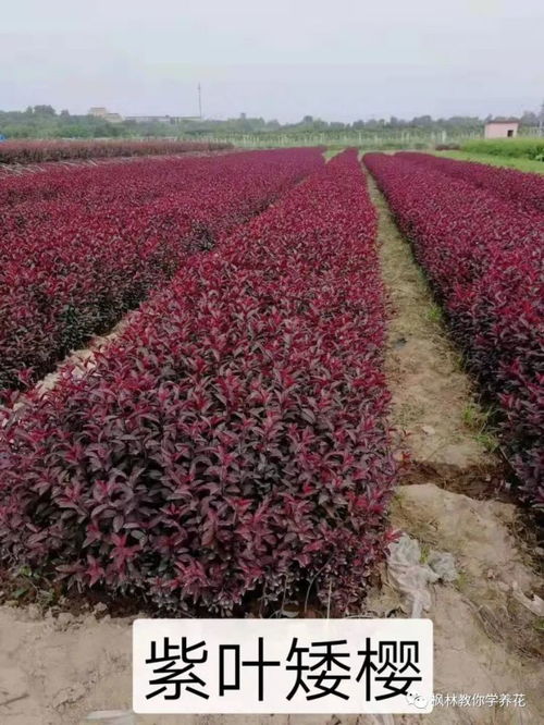 绿化树种植，销路如何找？栽树季节大揭秘！