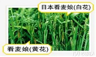 乙草胺的使用对人体健康有影响吗？