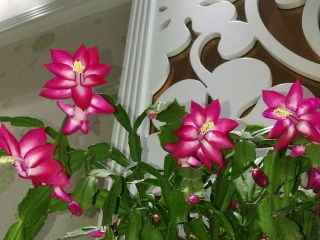 瓦盆：传统与创新