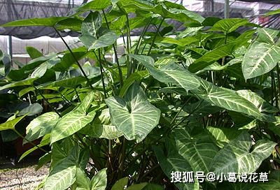金钱树花水培养护，如何让花朵更鲜艳