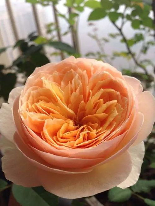 对比分析：耐热与美丽