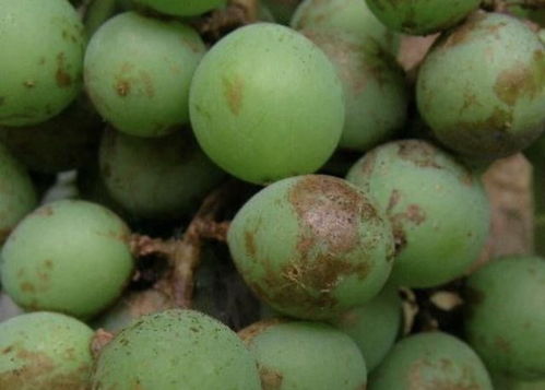 如何避免葡萄果锈病的发生？