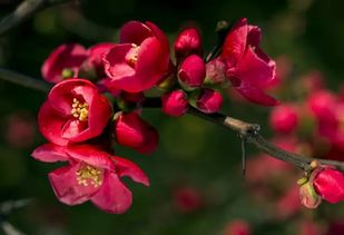 丽格海棠的绚烂