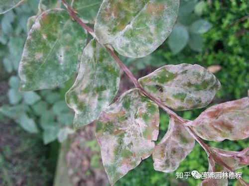 瓦松虫害是园林植物常见病害，影响植物生长和美观