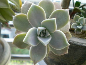 石莲花， 大自然的瑰宝