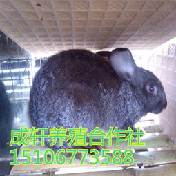 水貂繁殖生理特点：发情周期、交配期、妊娠期等生理变化