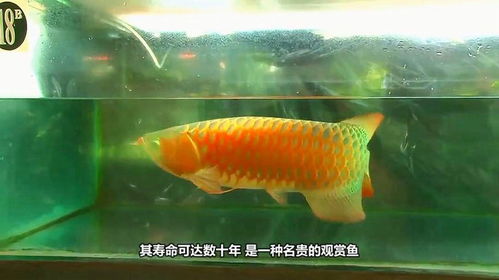 金龙鱼：水族箱中的贵族