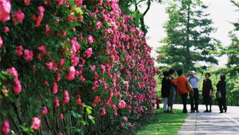月季花喜肥，如何施肥才对