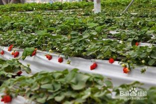 草莓秧子种植步骤有哪些详细方法？
