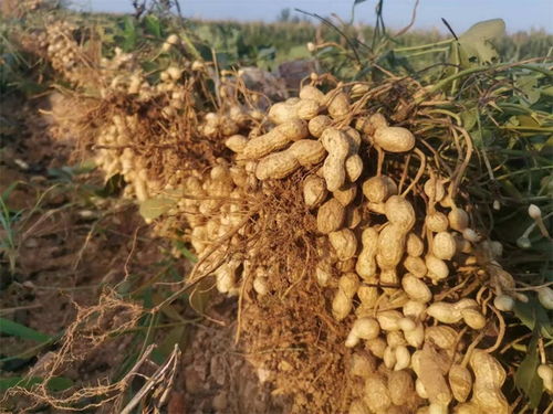 山东临沭县加强花生原种质量监管，确保种子质量