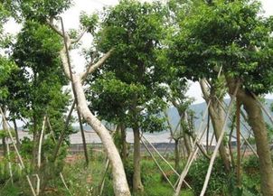 重皮，那个神秘的树皮