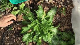 17. 菜园个个长的圆圆的南瓜， 横躺竖卧地趴在地上，像一个个胖的娃娃